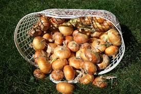 Carefully fill the net bag with the onions you want to store and seal the bag closed. How To Store Onions To Avoid Sprouting Or Softening Gettystewart Com