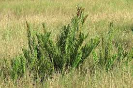 Image result for Acrostichum