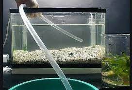 Cara menjernihkan air aquarium bisa dilakukan secara mandiri dengan alat dan bahan yang mudah untuk didapatkan. 6 Cara Menjernihkan Air Aquarium Ganti 2 Sebulan Sekali