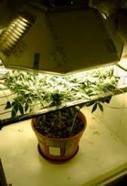 We did not find results for: Advanced Indoor Soil Based Grow Methods Grow Cannabis Drug Times