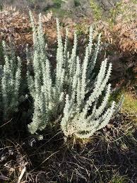 Image result for Eriocephalus luederitzianus