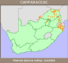 Image result for Maerua juncea