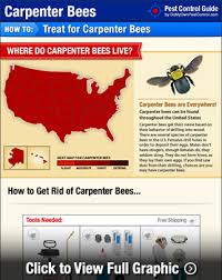 Before plugging the hole with an exterior wood filler, be sure to clear it of any larvae that may be present. How To Get Rid Of Carpenter Bees Wood Bees Domyown Com