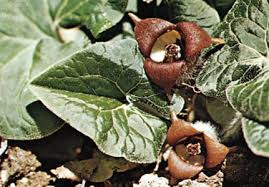 Image result for Aristolochiaceae