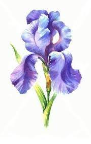 Pin By Bambosz59 On Irysy Maki Floral Watercolor Flower Drawing Flower Painting