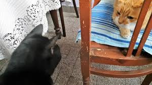 Cats, by nature, are very territorial creatures. When Cat Gets Jealous Youtube