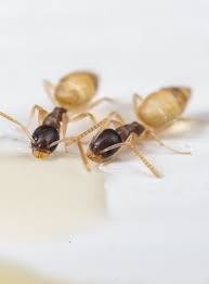 Ideal environmental services of west palm beach is a full service pest control company. Top 10 Facts About The Enormous Importance Of Pest Control Pest Management Termite Control Pest Control