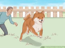 3 Ways To Choose A Shiba Inu Puppy Wikihow