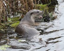 Afbeelding van Otter in de Weerribben