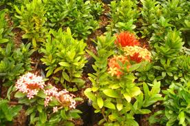 Maybe you would like to learn more about one of these? 10 Macam Bunga Untuk Taman Minimalis Tukang Taman Surabaya Jasa Taman Surabaya