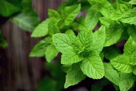 The best time to harvest mint leaves is in the morning, when the essential oils are vibrant. Mint Growing Tips Techniques Ideas And Secrets Gardening Tips