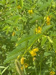 Image result for Kosteletzkya grantii