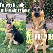 True Story Low Key Labrador Retrievers Are The Same Way But German Shepherds Really Do Not Play German Shepherd Dogs Shepherd Puppies German Shepherd Puppies