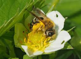 Image result for květopas jahodníkový