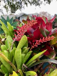 Pin By Alyson Moyers On My Plants Plants Garden