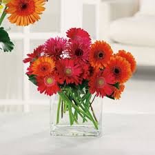 Charming Gerberas Flower Essence The Best Easton Pa Florist