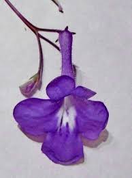 Image result for Streptocarpus kamerunensis