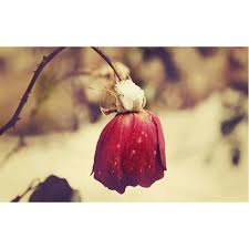 Image result for u202bاگر دوباره بخواهی، دوباره می شکنمu202c