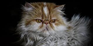 They match closer to what this breed of cat would have looked like thousands of years ago before they were bred to have more squished faces. Persian International Cat Care