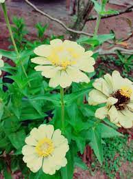 Tidak seperti tanaman lain, mereka dapat tumbuh subur di tanah yang sebagian kering dan jarang mengalami kerosakan haba. Wild Wildflower Species Jenis Bunga Matahari Liar Steemkr