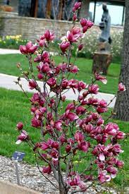 Magnolia Tree Magnolia Jane Jane Magnolia Tree Magnolia Trees Tulip Magnolia