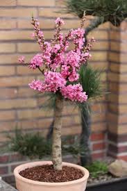 Ich war schon bei der polizei, aber ohne erfolg. Zwergobst Artlander Pflanzenhof