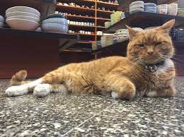 this cat has spent 9 years running a store without taking a day off cat having kittens cat run cats