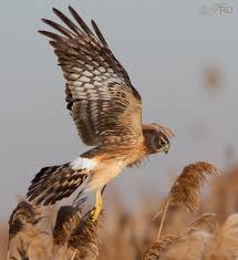 Common Birds Of North Idaho Northern Harrier Harrier National Wildlife Refuge Animals Beautiful