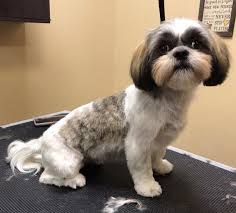 So, a teddy bear cut is a kind of perfect for keeping your shih tzu look just like a teddy bear. Cindy Luna The Shih Tzu Shih Tzu Haircuts Dog Grooming Shih Tzu Shitzu Dogs Haircuts