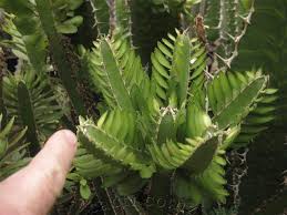 Image result for Euphorbia persistentifolia