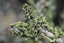 Image result for Boscia foetida