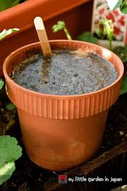 I made this channel during quarantine because i was really bored and i discovered a new hobby which is cooking so i thought to myself, why not make a video out of it and upload it on youtube. Egg Shell Liquid Fertilizer Cromalinsupport