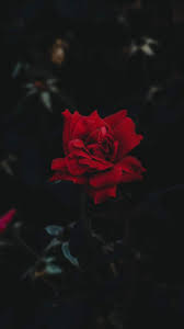 Jetzt das foto rote rose hintergrund herunterladen. Red Rose Wallpaper Iphone Android Background Followme Wallpaper Iphone Roses Red Roses Wallpaper Rose Wallpaper