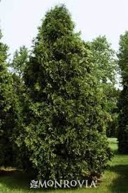 Dark American Arborvitae Monrovia Dark American Arborvitae Arborvitae Plants Monrovia Plants