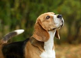 The cancer has spread outside of the thyroid to nearby structures. Thyroid Cancer Adenocarcinoma In Dogs Petmd