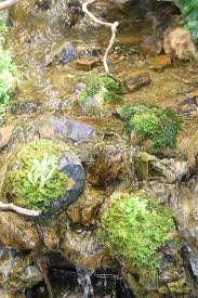 Image result for Hymenophyllaceae