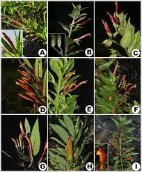 Image result for Stemodiopsis