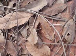 We did not find results for: Cara Membuat Pupuk P Posphat Dari Daun Kering Kolom Organik Daun Pertanian Organik Tanaman