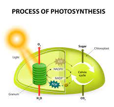 Trivia Tuesday What Are The Three Requirements For Photosynthesis Answer Carbo Photosynthesis Photosynthesis And Cellular Respiration Photosynthesis Lessons