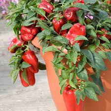 Check spelling or type a new query. Growing Bell Peppers In Pots How To Grow Bell Peppers In Containers Care Balcony Garden Web