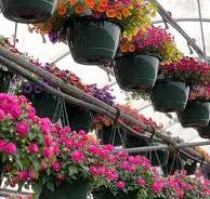 Wholesale Plant Nursery | Annual Plants | Rogers, MN