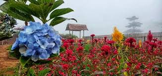 Surga (al jannah) secara bahasa berarti: Menikmati Indahnya Taman Mutiara Bunga Objek Wisata Baru Di Aceh Utara