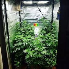 We did not find results for: 5 Best Led Grow Lights 2021 Yields Speed Bud Quality Grow Weed Easy