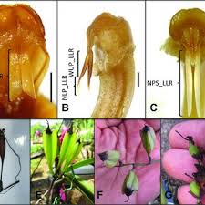 Image result for Cyrtorchis neglecta