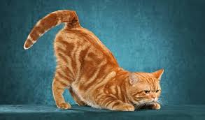 The jungle cats were domesticated by the egyptians. American Shorthair Cat Breed Information