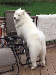 Big Black And White Fluffy Dog Samoyed Dogs Samoyed Samoyed Puppy