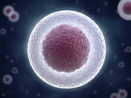 Check spelling or type a new query. Cell Nucleus Biology Wise