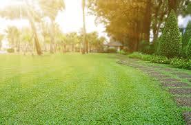 It's fast, free & easy! Repairing Summer Lawn Damage Experigreen