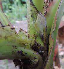 We did not find results for: Https Www Arc Agric Za Arc Ppri Fact 20sheets 20library Banana 20bunchy 20top 20disease 20 Bbtd 20fs 207 20 2017 Pdf