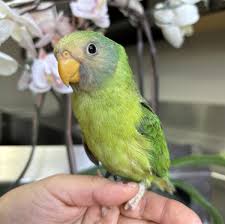 Baby Plum Headed Parakeet For Sale